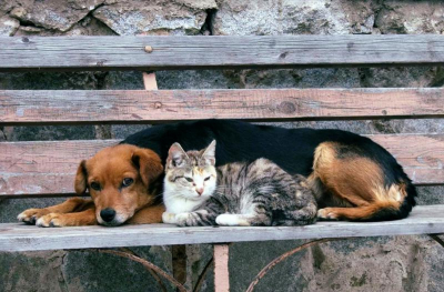 Забота о бродячих животных и забота о людях теперь во власти регионов